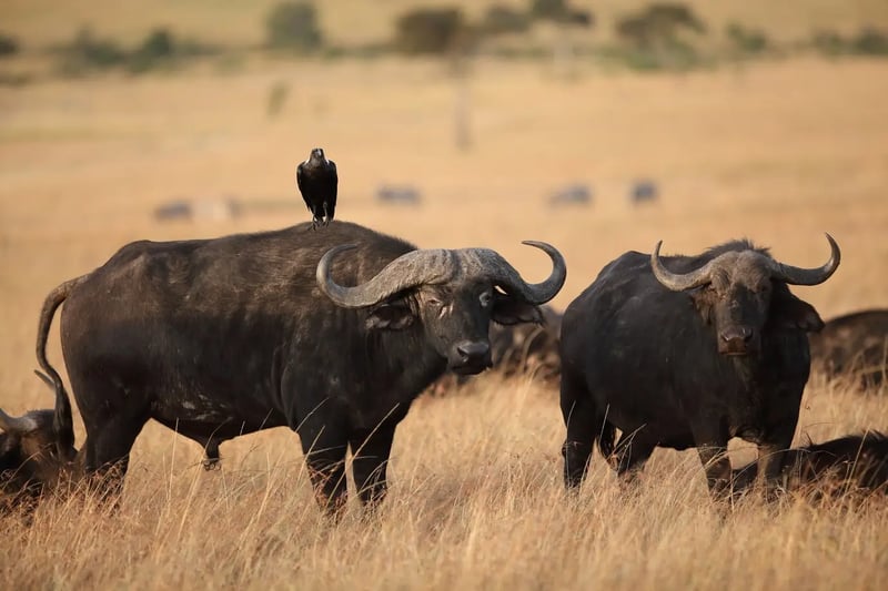 10 Day Luxury Primates Safari in Uganda, photo 5