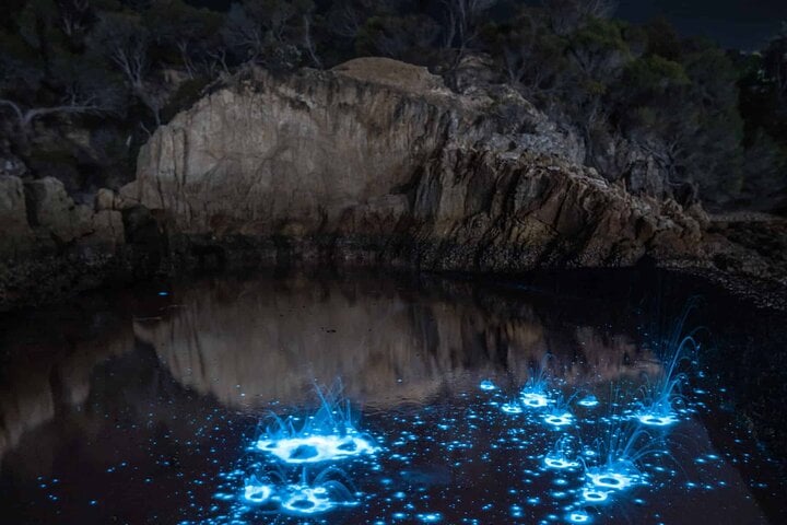 Waiake Bioluminescence Kayak Tour in Auckland, photo 3