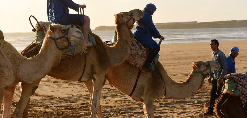 Camel Riding in Essaouira, photo 2