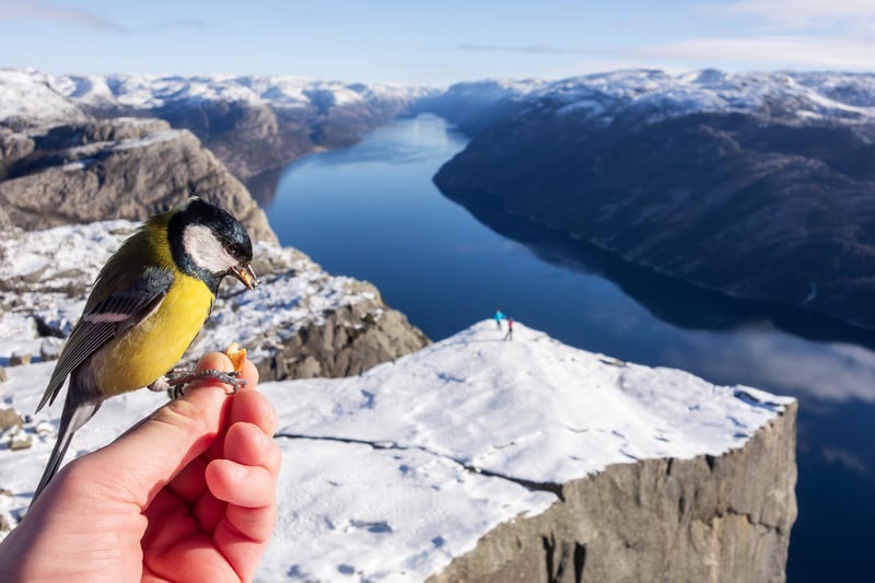 Preikestolen Winter Hike with Hot Meal in Lysefjord, photo 5