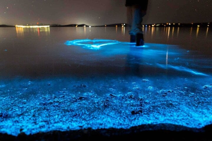 Okura Bioluminescence Kayak Tour in Auckland, photo 5