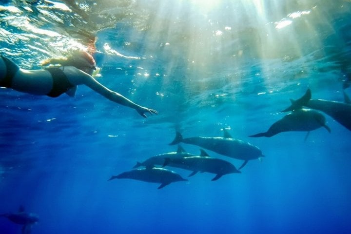 Dolphin Snorkelling at Mnemba Island in Zanzibar, photo 3
