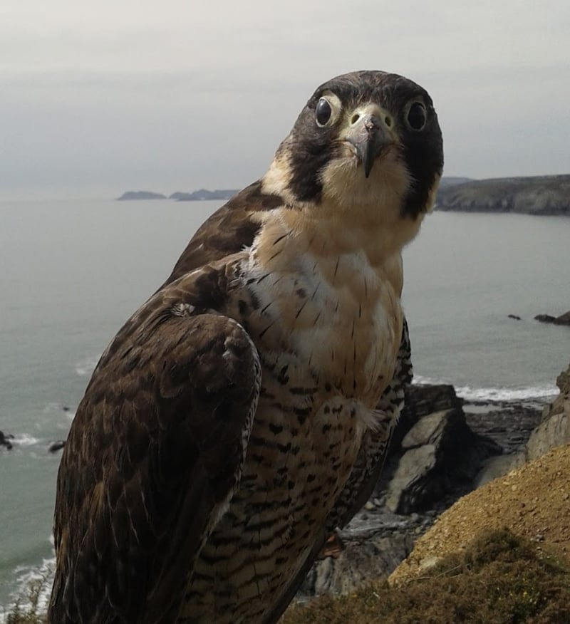 Fishguard Bay and Strumble Head Boat Trip in Pembrokeshire, photo 4