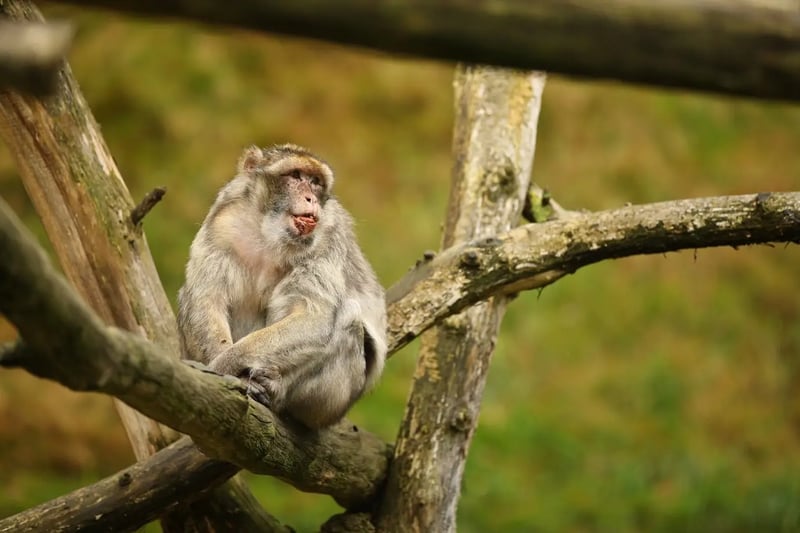 6-Day Primate Trekking Safari in Rwanda, photo 3