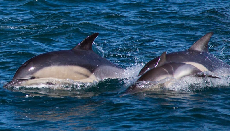 Skomer and Shearwater Boat Trip in Pembrokeshire, photo 4