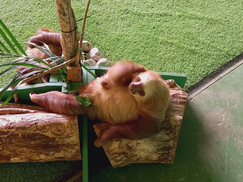 Monkey Island Boat Trip and Sloth Sanctuary in Gamboa, photo 2