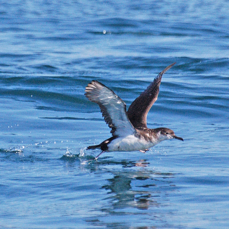 Sunset Shearwater Boat Trip in Pembrokeshire, photo 3