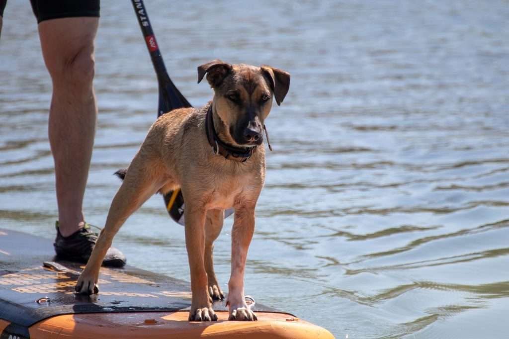 types of paddleboard