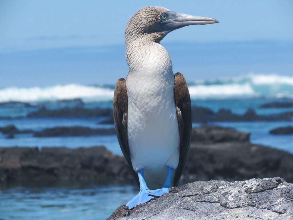 Sailing trip around Galapagos