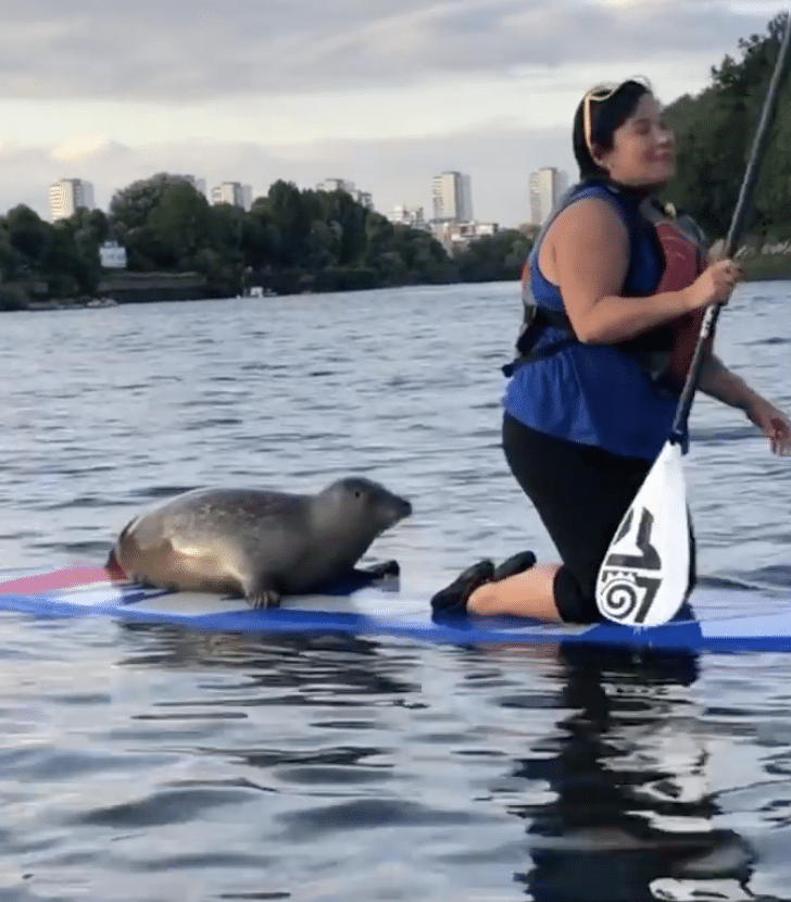 Thames Natural History Paddleboarding (SUP) Tour, listing photo