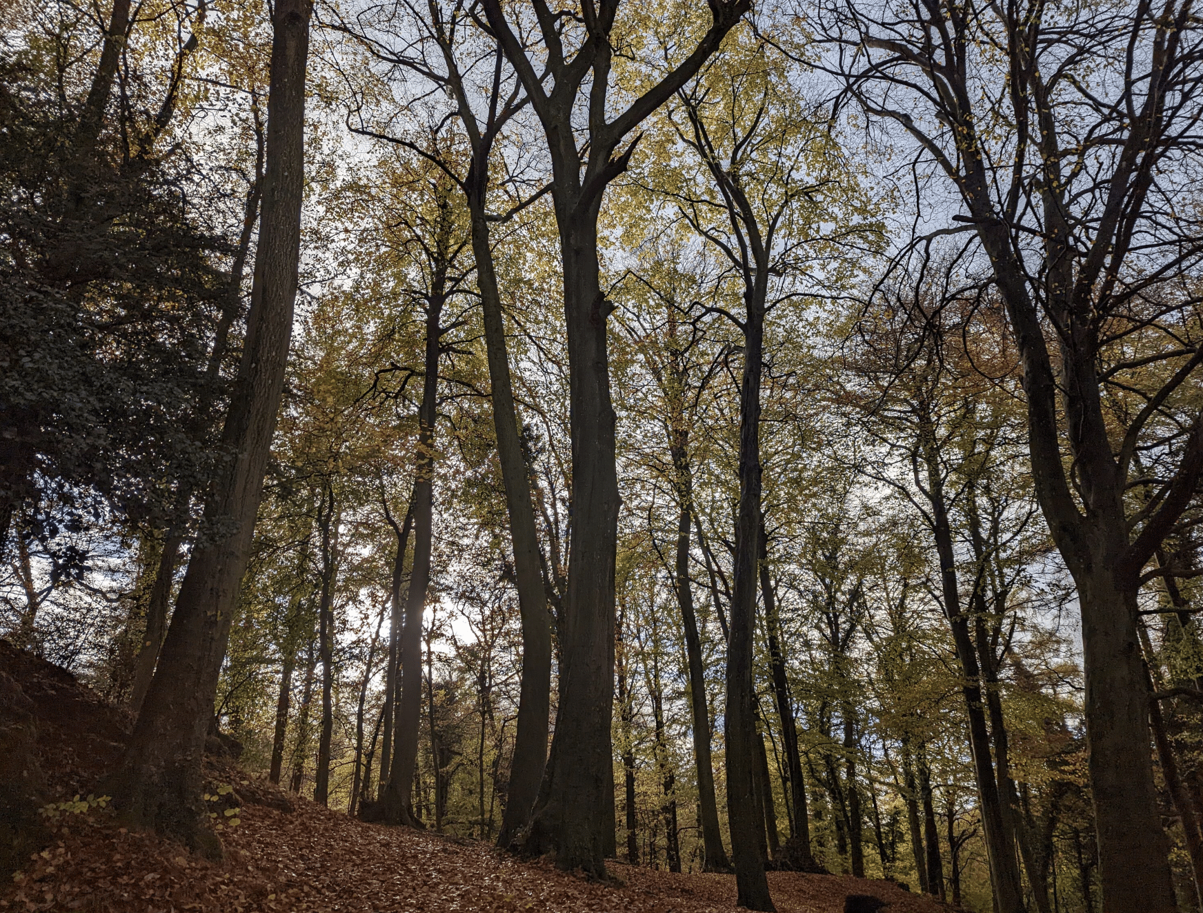 Private Guided Hike: King Arthur’s Wye Valley Wander gallery 3