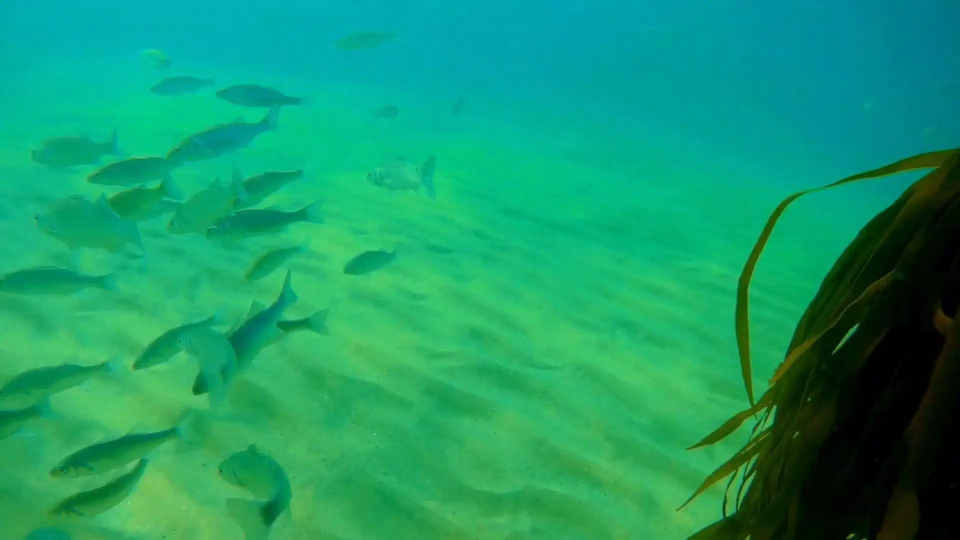 Guided Spearfishing, photo 4