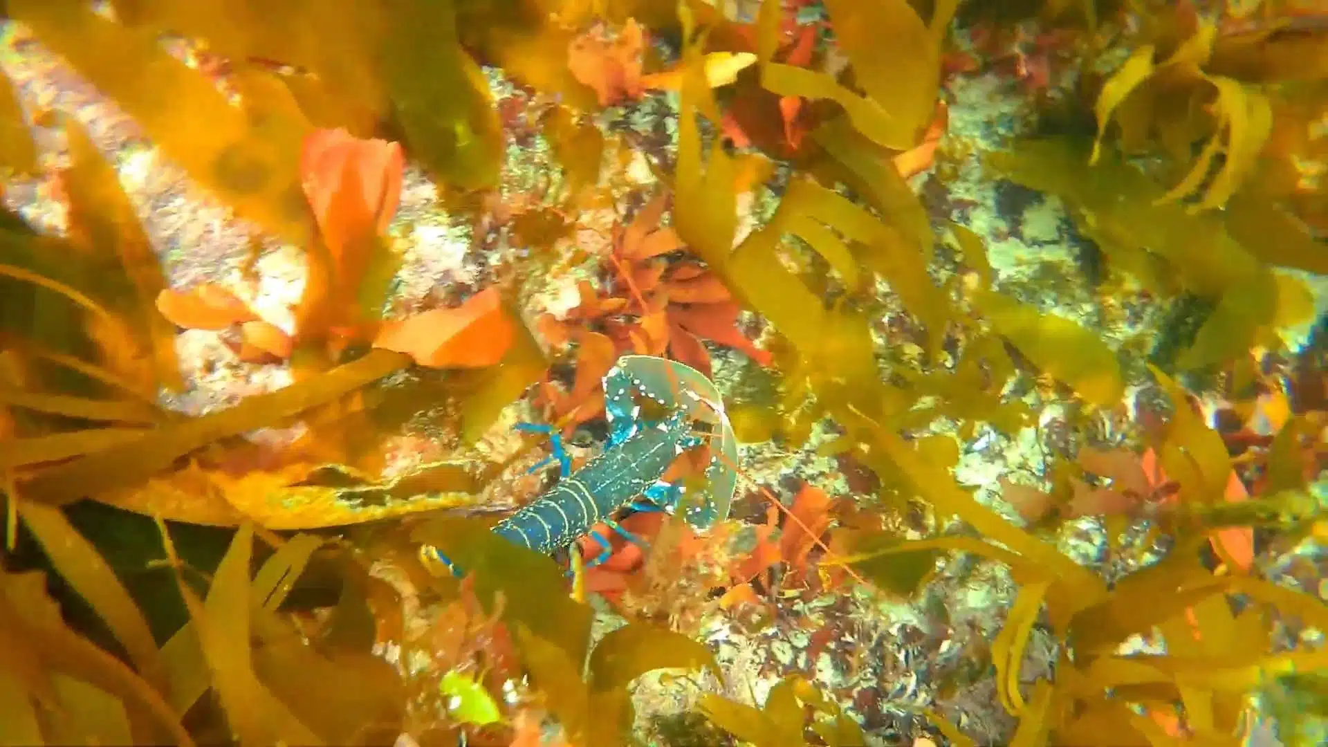 Guided Spearfishing, photo 3