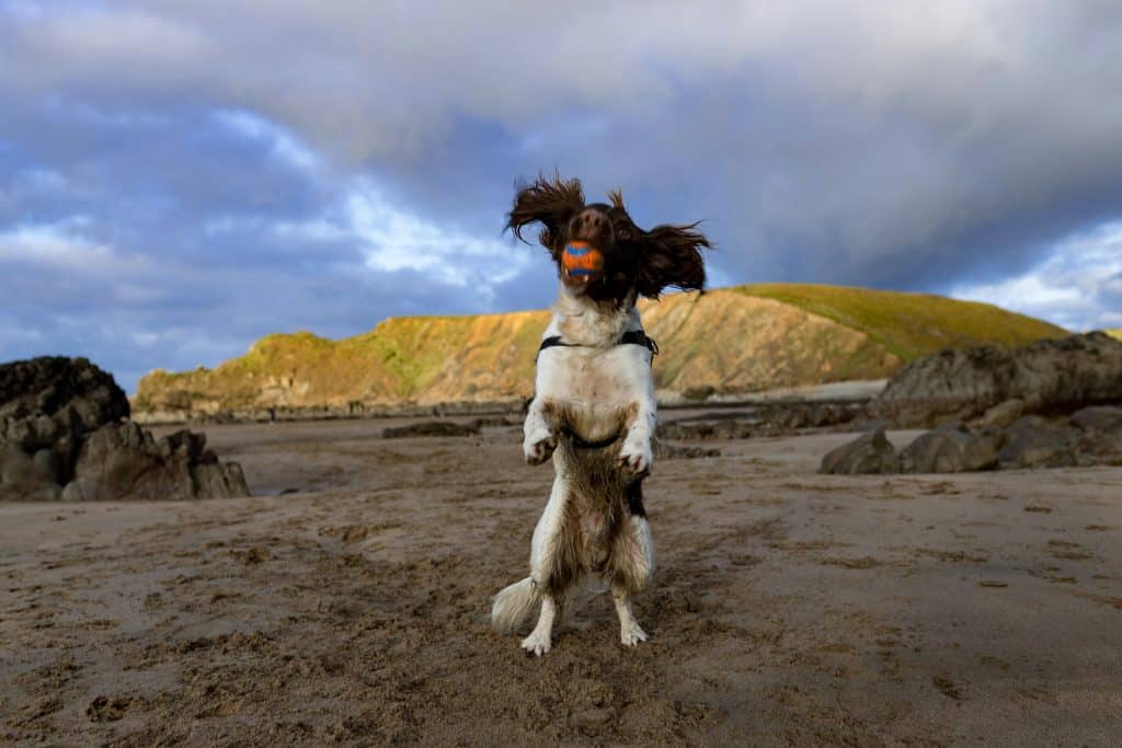 Exciting Dog Friendly Adventures in the UK