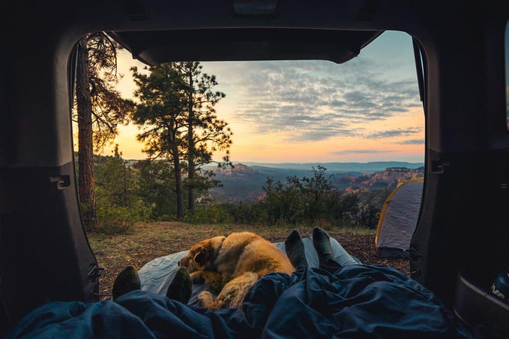 Exciting Dog Friendly Adventures in the UK