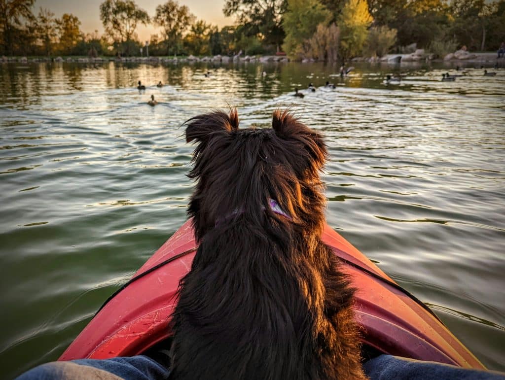 Exciting Dog Friendly Adventures in the UK