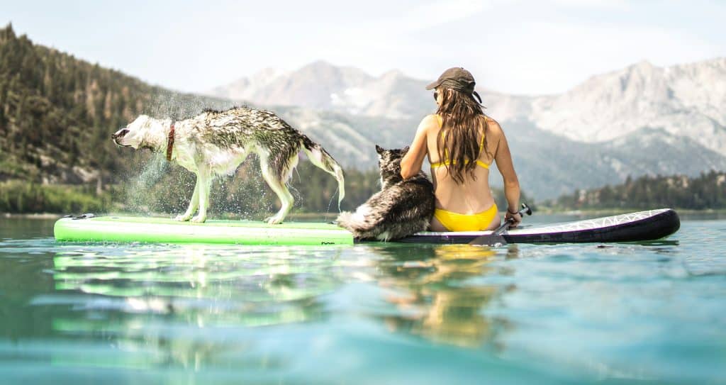 Exciting Dog Friendly Adventures in the UK