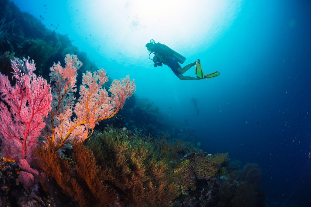 Scuba Diving Coral Reef Check App - adventuro