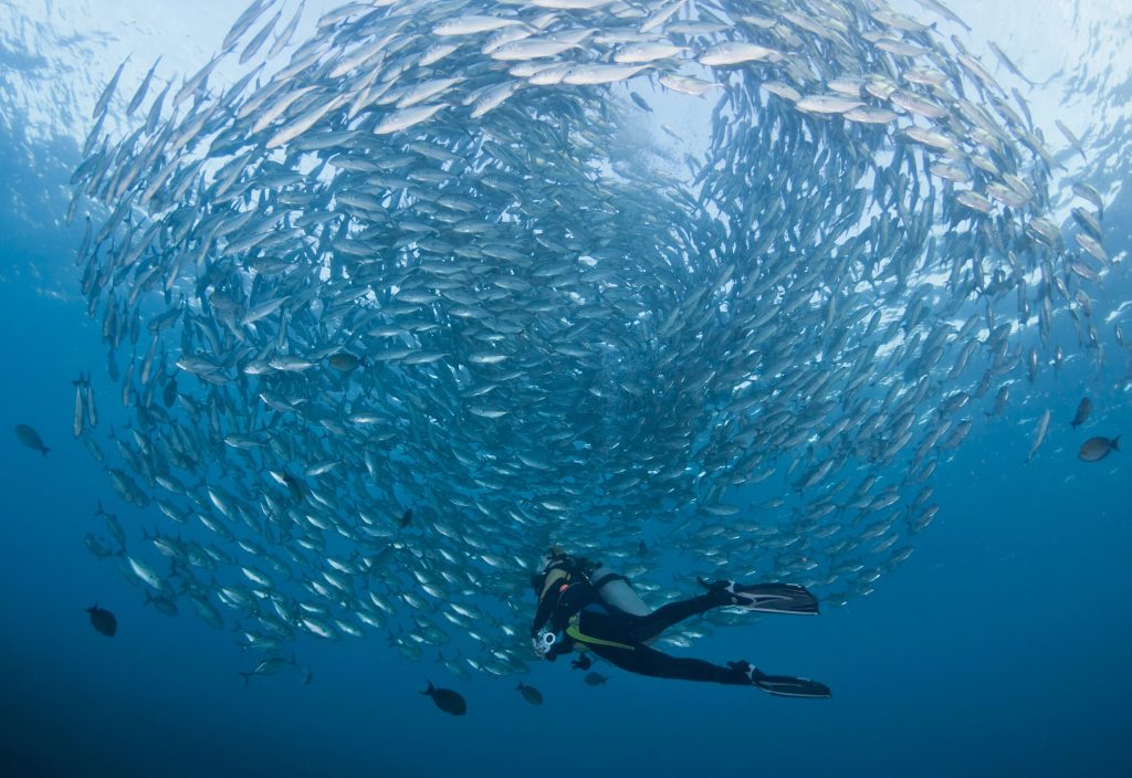 Scuba Diving Marine Life - adventuro