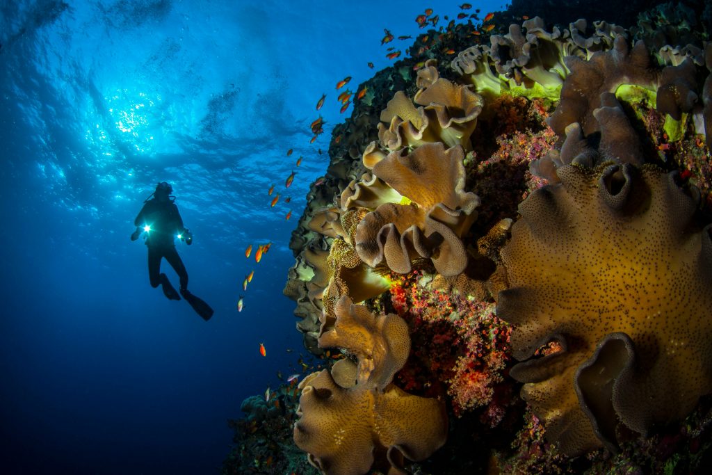 scuba diver diving in autumn