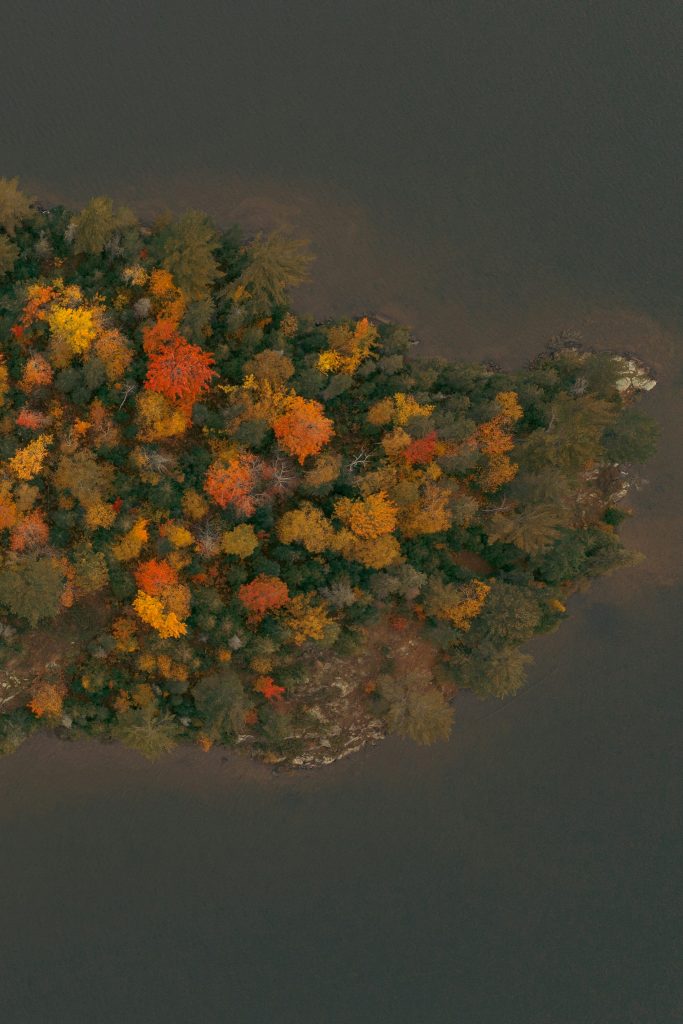 Skydiving aerial view of autumn forest, trees and foliage