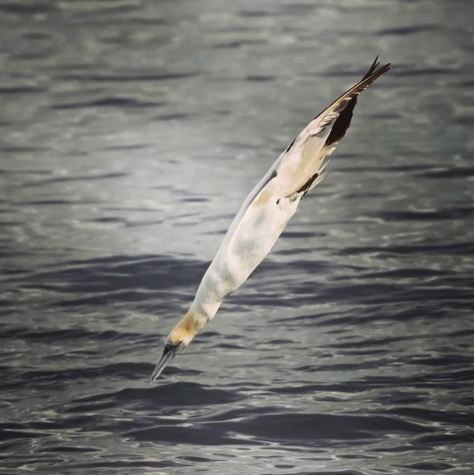 6-Night Sailing Trip – Search for Seabird Colonies in the Inner Hebrides gallery 8