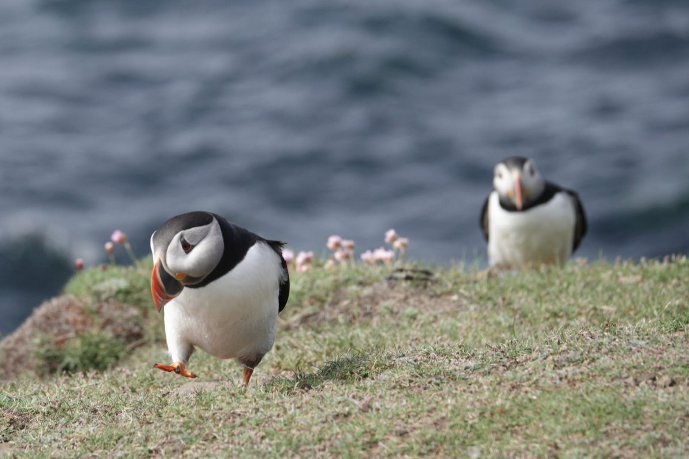 6-Night Sailing Trip – Search for Seabird Colonies in the Inner Hebrides, photo 4