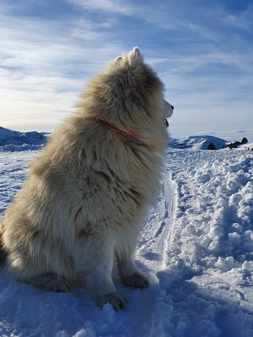 6-Day Pyrenees Winter Trail Snowshoe Trek in France, photo 5