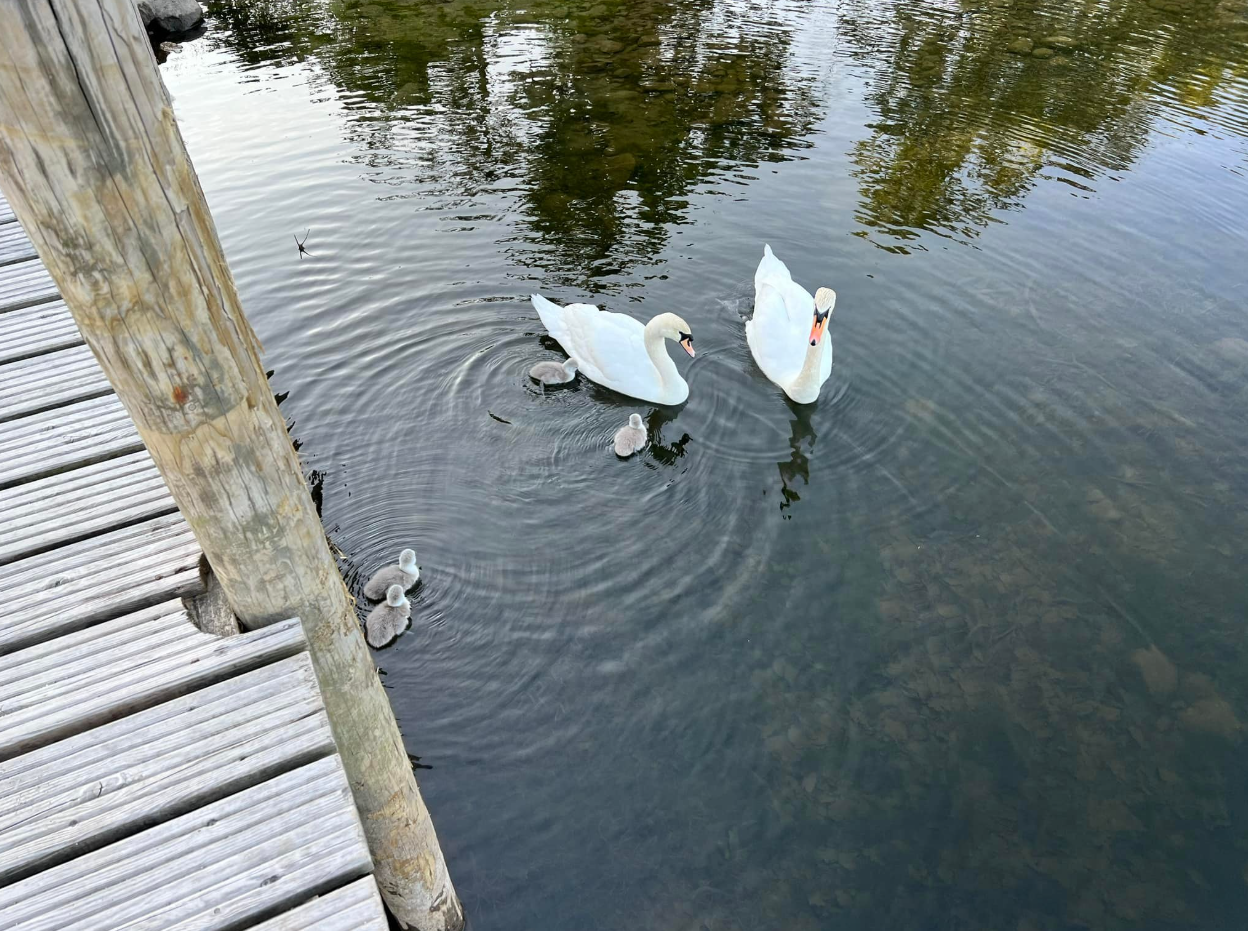 ‘The Dawn Chorus’ – Early Morning Wild Swims in the Lakes, photo 2