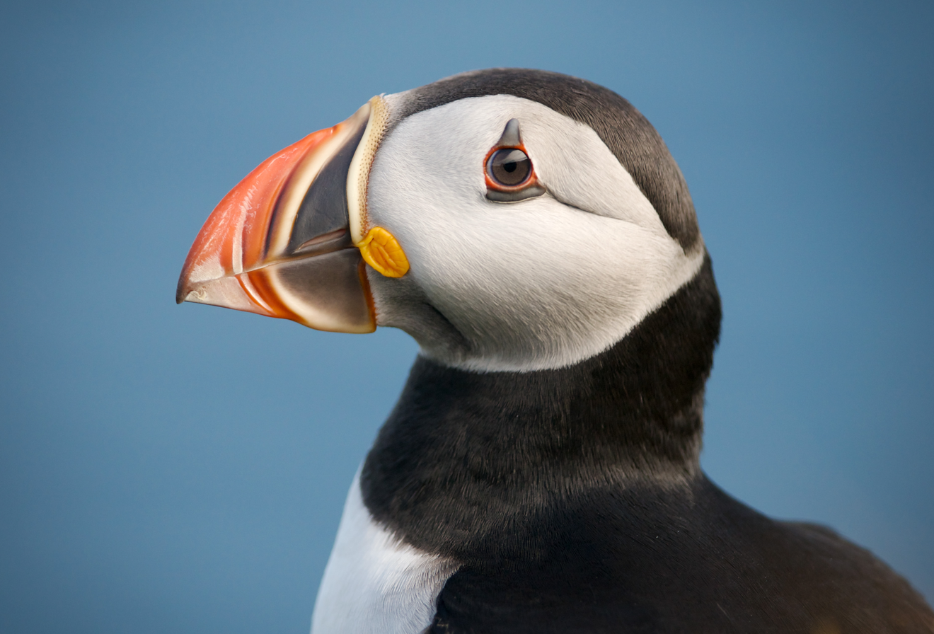 6-Night Sailing Adventure from Oban – Sailing and Puffins gallery 2