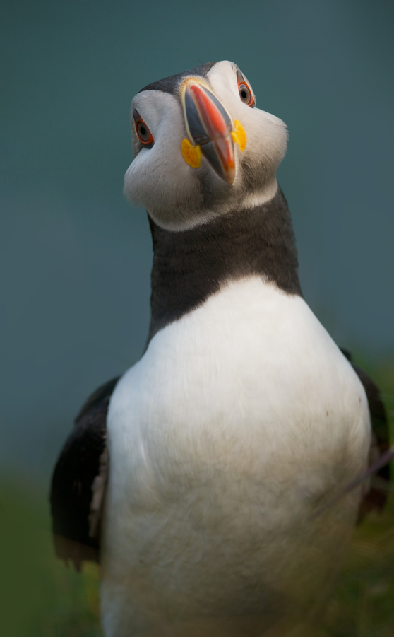 6-Night Sailing Adventure from Oban – Sailing and Puffins gallery 3