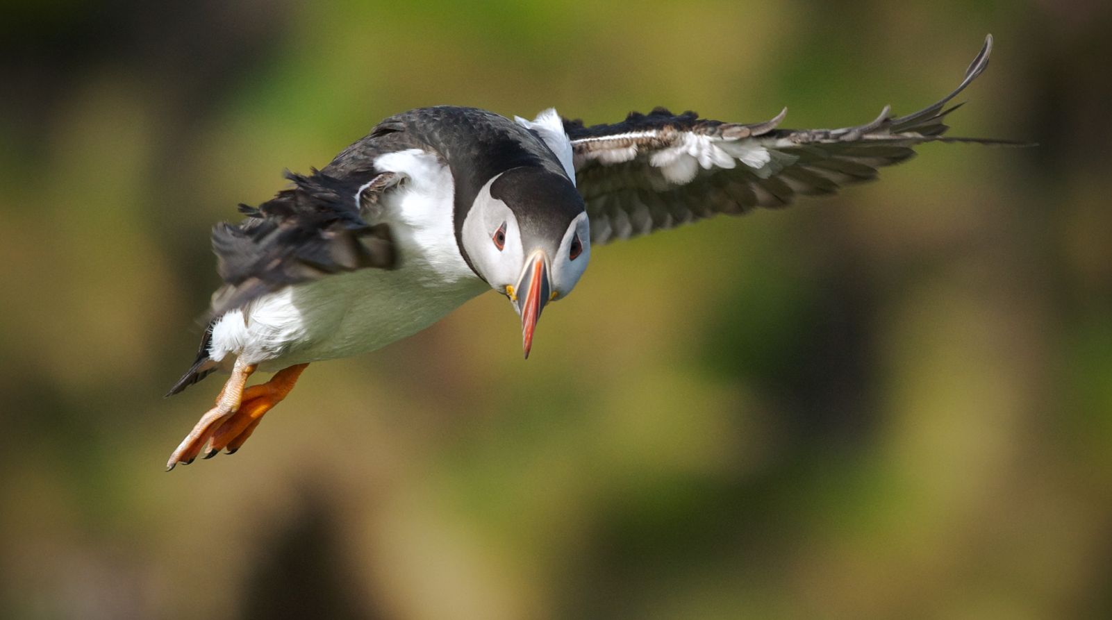 6-Night Sailing Adventure from Oban – Sailing and Puffins, photo 4