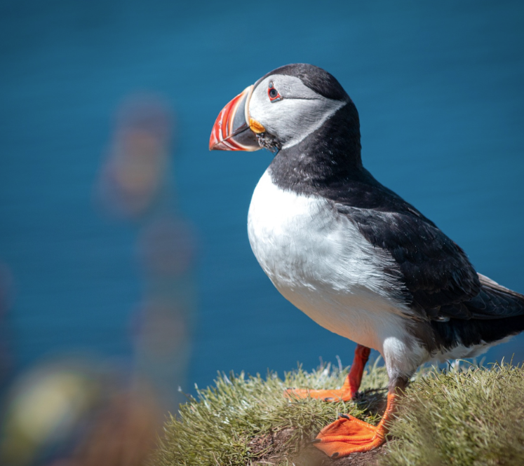 2nd-8th May 6-Night Puffin spotting Sailing Trip in Mull, Iona, Staffa, photo 5