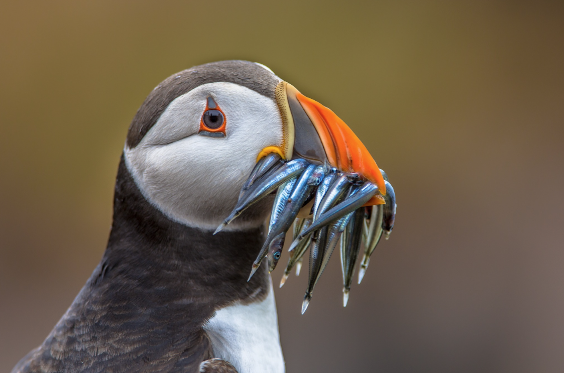 2nd-8th May 6-Night Puffin spotting Sailing Trip in Mull, Iona, Staffa, photo 2