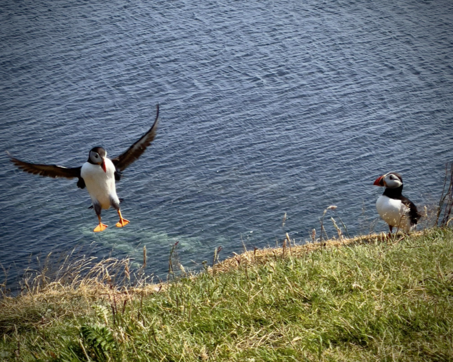 2nd-8th May 6-Night Puffin spotting Sailing Trip in Mull, Iona, Staffa gallery 2