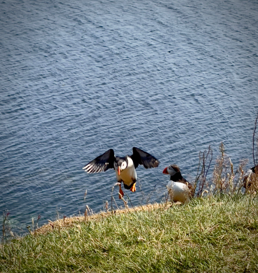 2nd-8th May 6-Night Puffin spotting Sailing Trip in Mull, Iona, Staffa gallery 5