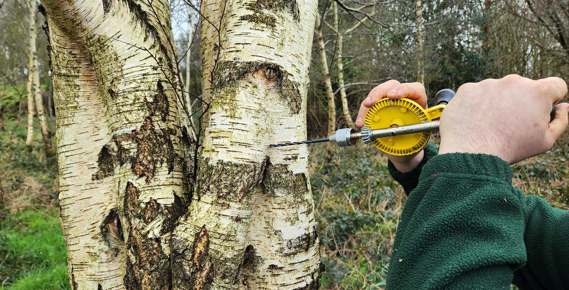 Foraging & Bushcraft Course in Ballynahinch, County Down, photo 3
