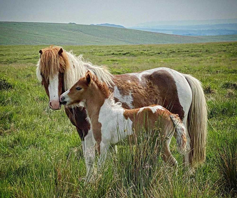 Corporate Group Walking Tours in Dartmoor National Park gallery 5