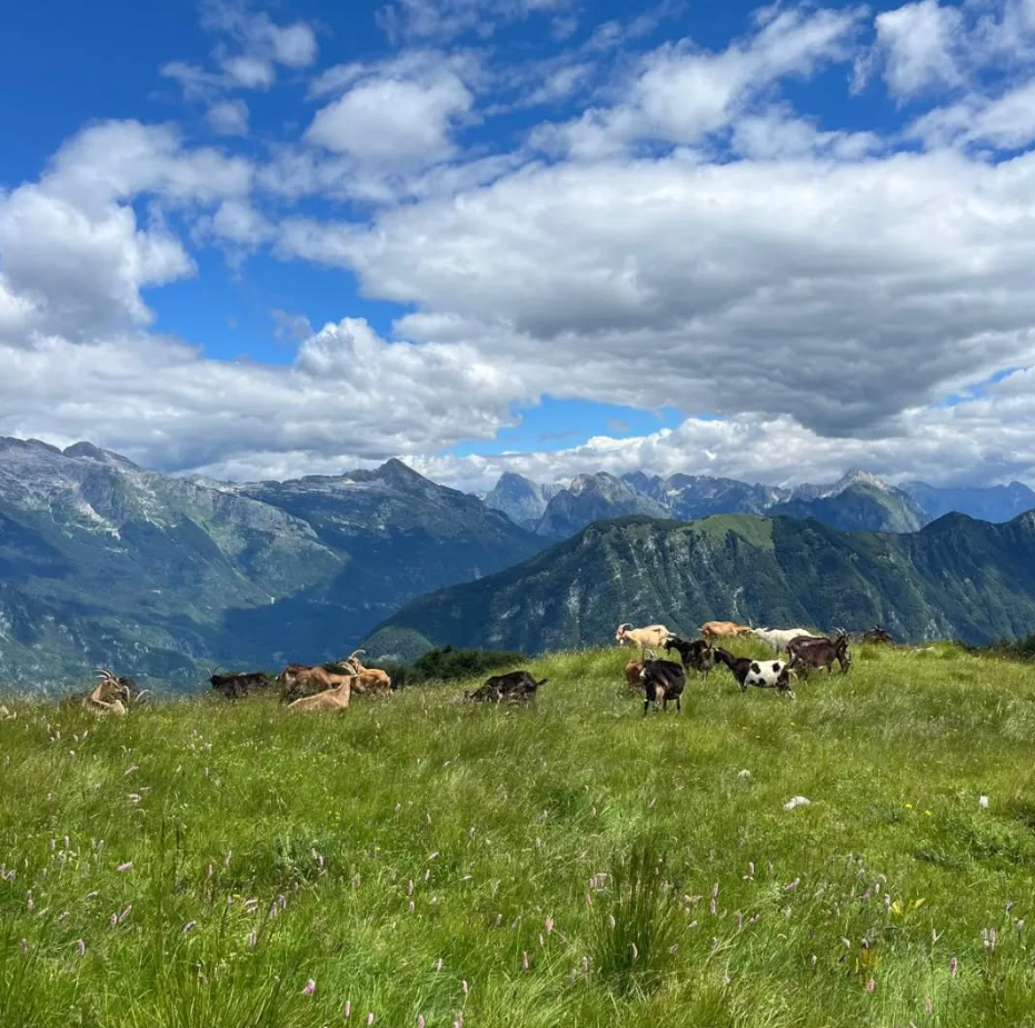 7-Night Mountain Bike Tour – Slovenian Alps to the Adriatic Coast gallery 5