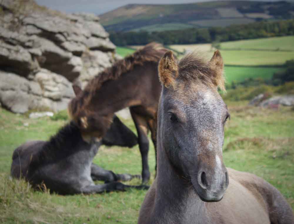 Guided Walking Tours in Dartmoor National Park, photo 2