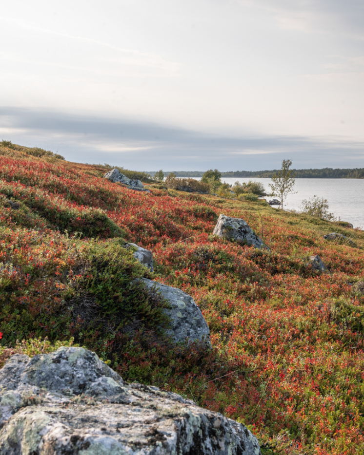 6-Night Summer Canoe & Bushcraft Skills Trip in Lemmenjoki gallery 2