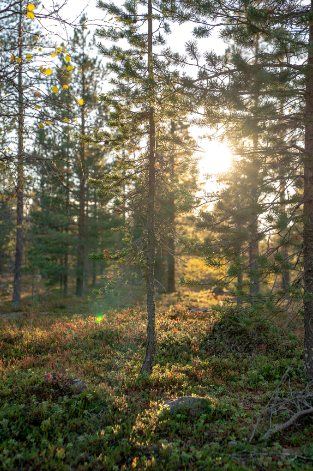 6-Night Summer Canoe & Bushcraft Skills Trip in Lemmenjoki gallery 3