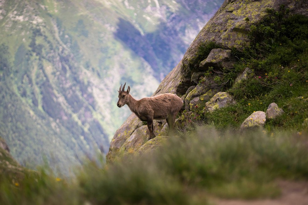7-Night Chamonix Peaks & Trails Hiking Adventure gallery 6