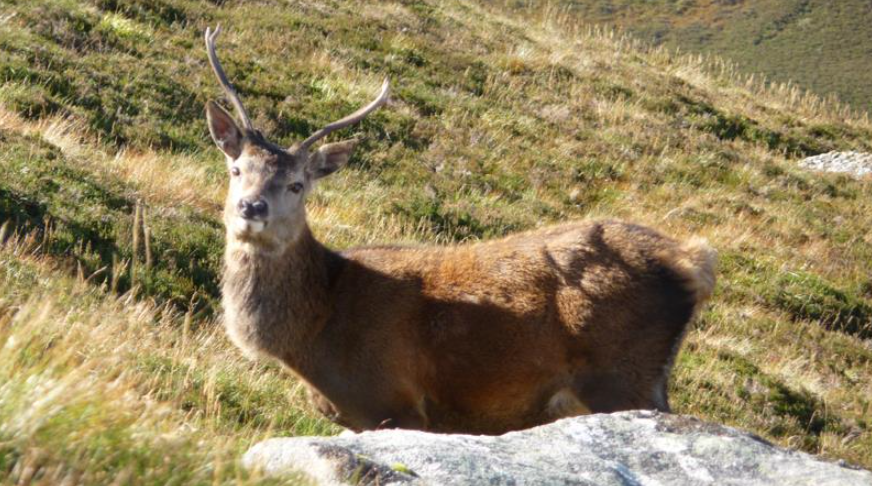 4-Night Guided Wild Cairngorms Walking Holiday, photo 3