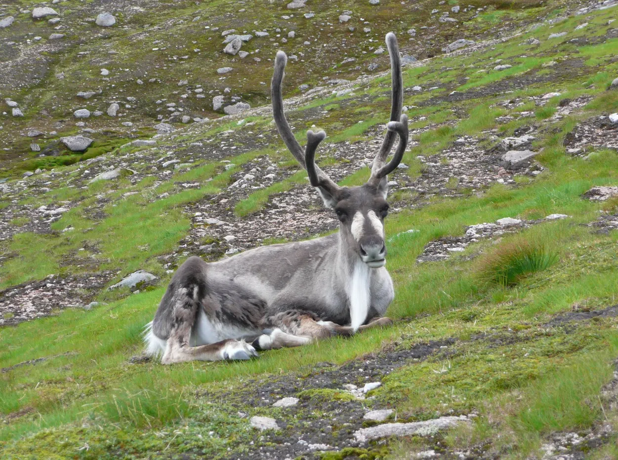 4-Night Guided Wild Cairngorms Walking Holiday, photo 4