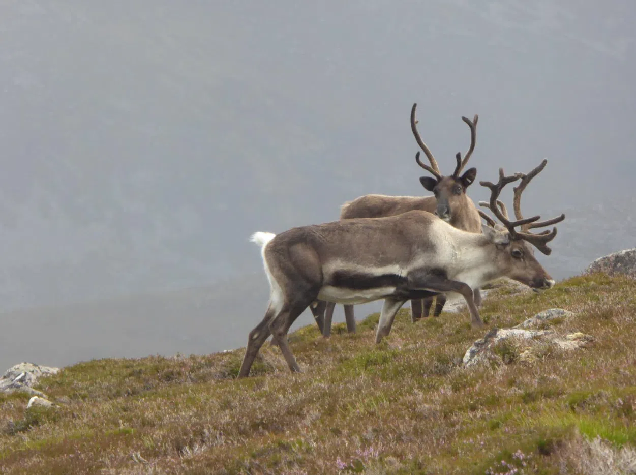 4-Night Guided Wild Cairngorms Walking Holiday, photo 5