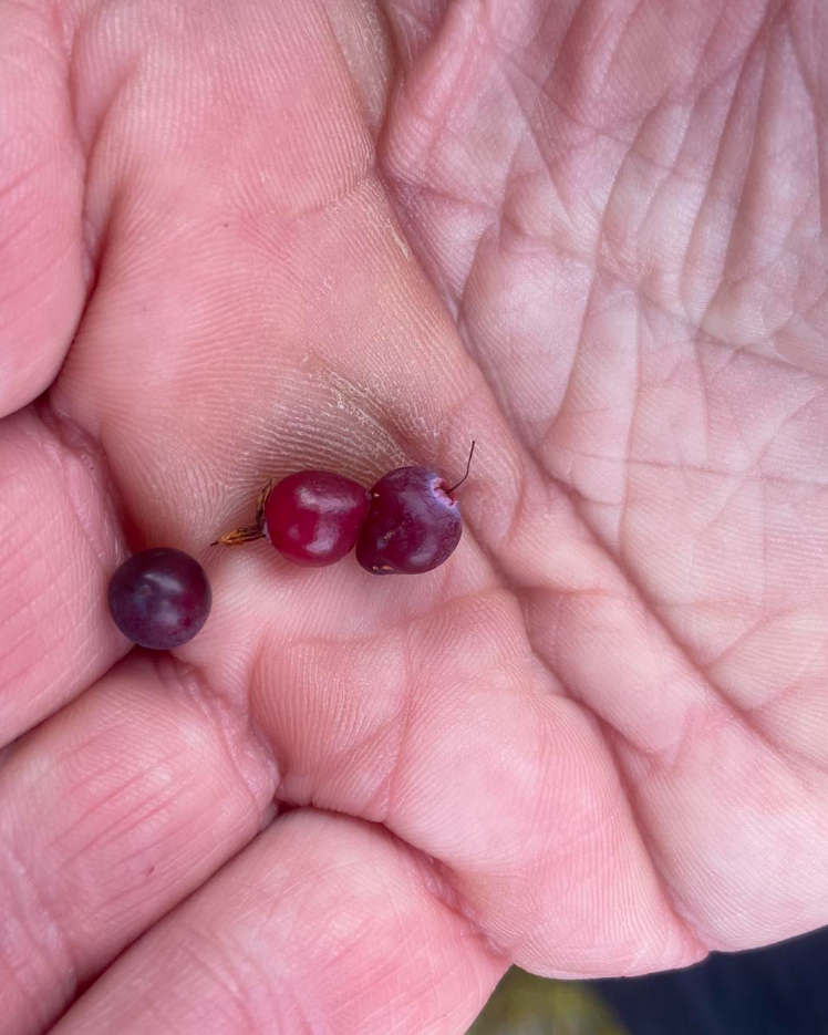 Foraging Trip in the Ancient Caledonian Pine Forests, photo 3