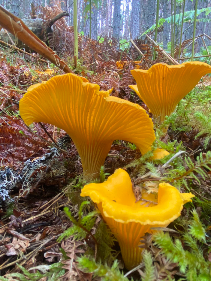 Foraging Trip in the Ancient Caledonian Pine Forests gallery 2
