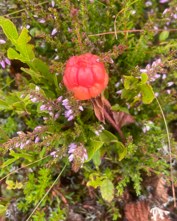 Foraging Trip in the Ancient Caledonian Pine Forests gallery 3