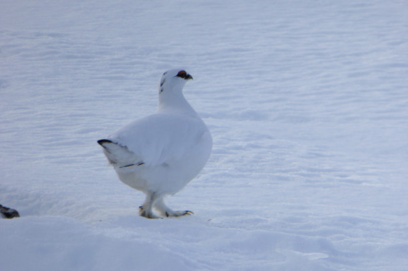 New Year Winter Walking – 6-Night Adventure in the Cairngorms, photo 5